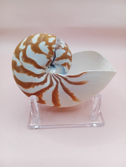 Tiger Nautilus Shell – Striking Natural Ocean Decor 4"