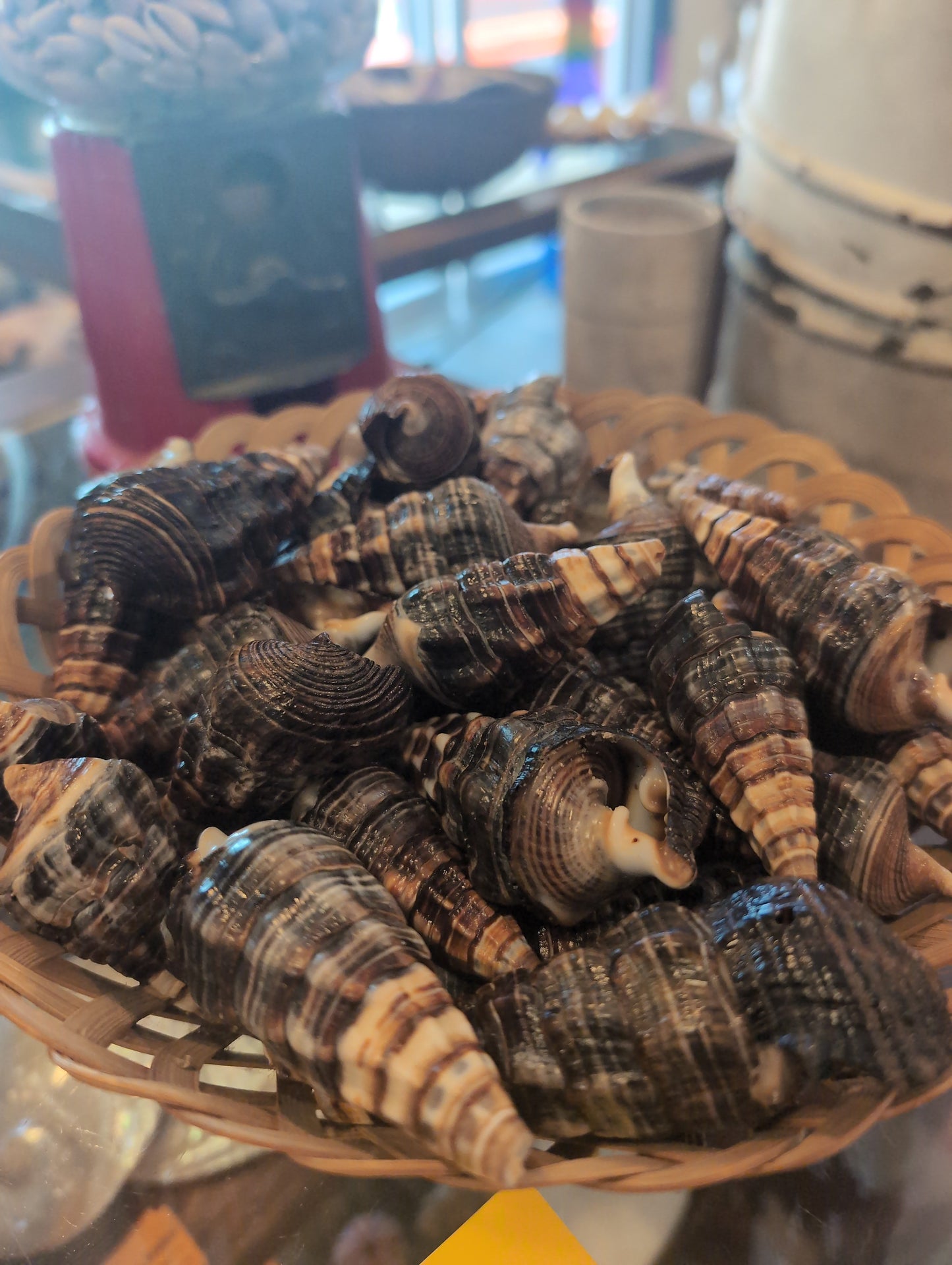 Giant Mangrove Whelk - Terebralia Palustris
