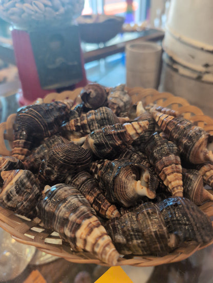 Giant Mangrove Whelk - Terebralia Palustris