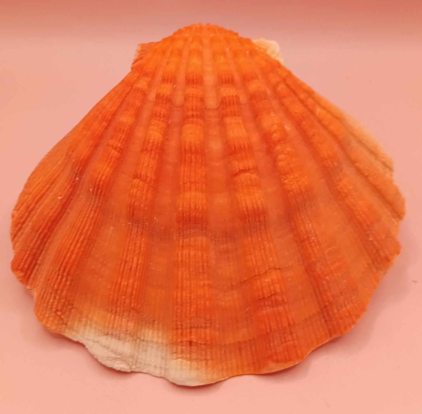 Orange Lion Paw Shell – 5.4" x 5.6" x 1.0"