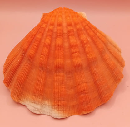 Orange Lion Paw Shell – 5.4" x 5.6" x 1.0"