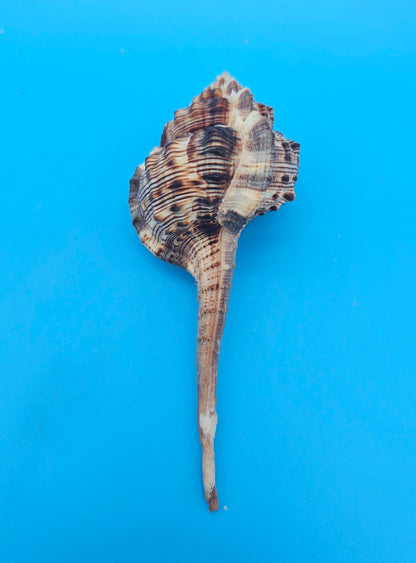 Bill Snipe Shell 5" Murex scolopax Long Tapered Display Shell with Textured Ridges
