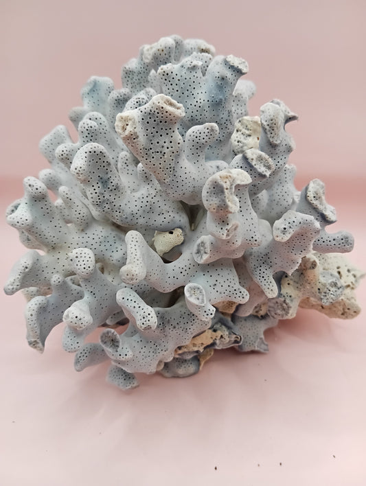 Vintage Blue Ridge Coral – 6.7" | Heliopora Coerulea