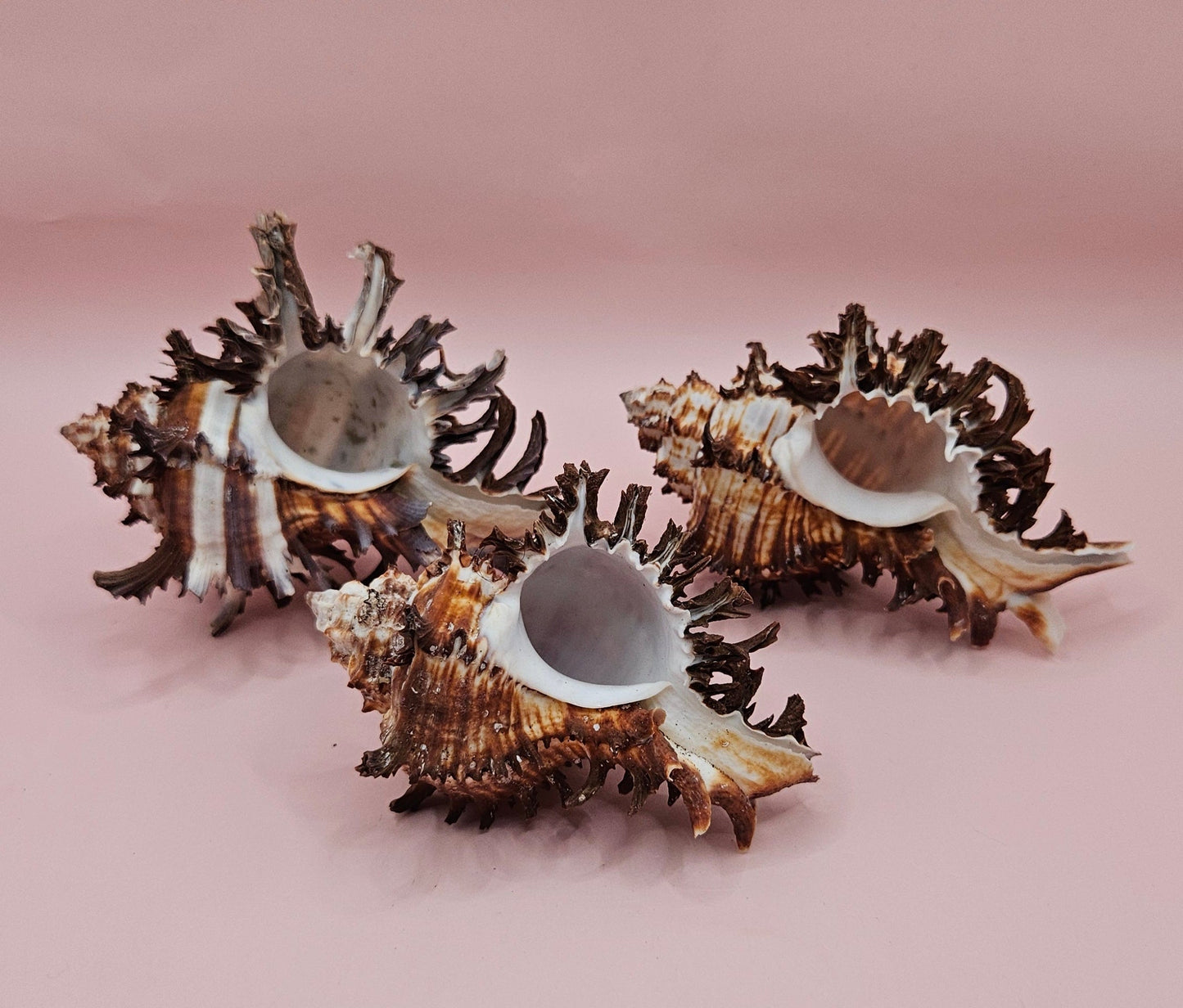 Long Spine Murex Endive Shell Trio – Natural Brown Coastal Display Shells