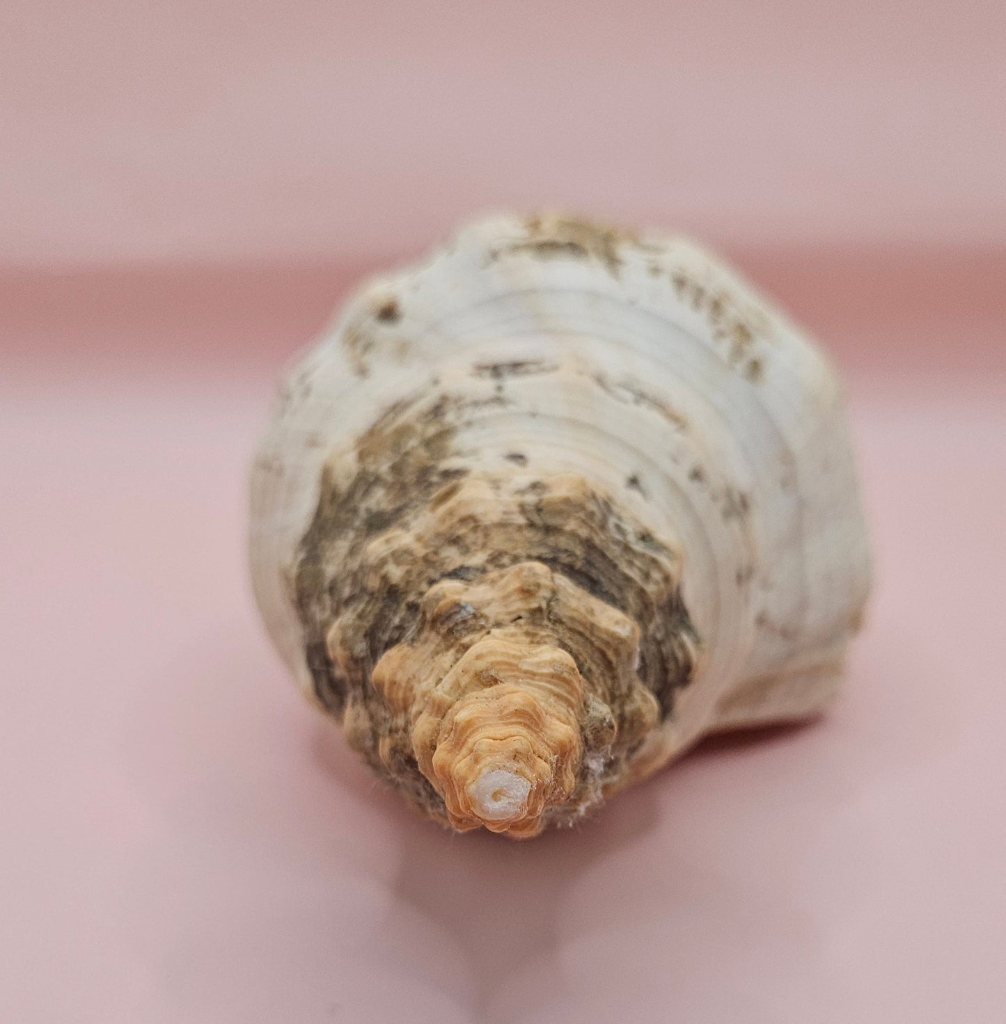 Large Horse Conch Shell – 10" Natural Coastal Display Shell