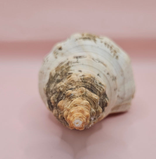 Large Horse Conch Shell – 10" Natural Coastal Display Shell