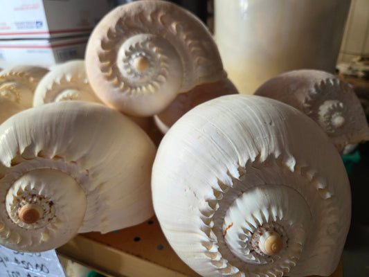 Crowned Baler Melon Shell VOLUTA DIADEMA