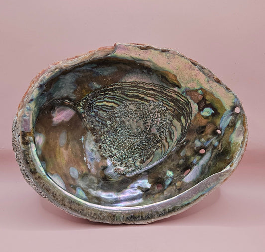 Large Red Abalone Shell – Iridescent Display Shell 8.5"
