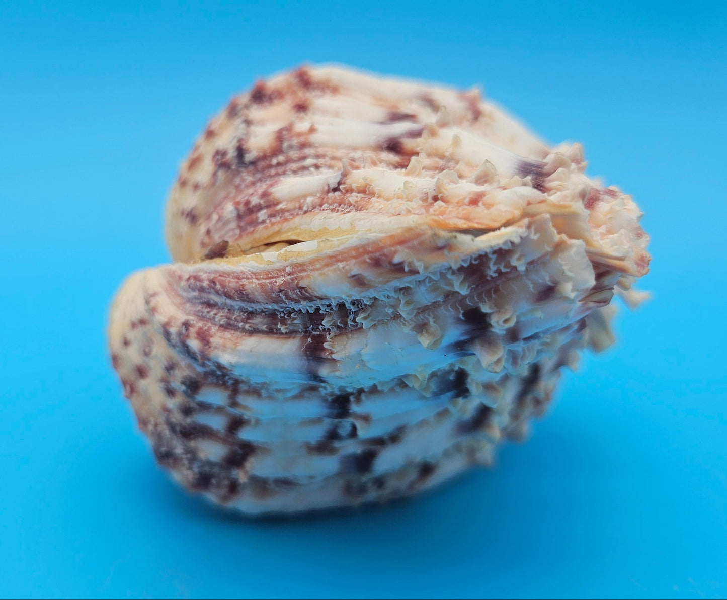 Textured Bear Paw Shell 5.6" Hippopus hippopus with Intact Knobs and Bold Natural Pattern