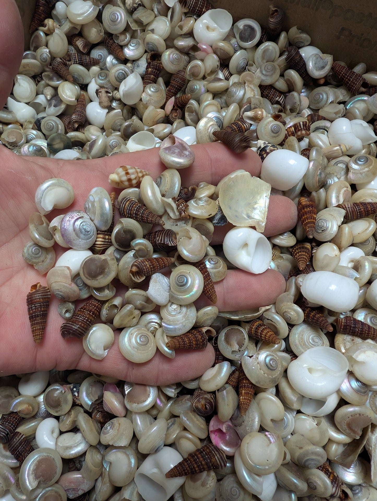 Speciality Small Mix Shells -Pearl Umboniums, Brown Auger, Natica Moon & more