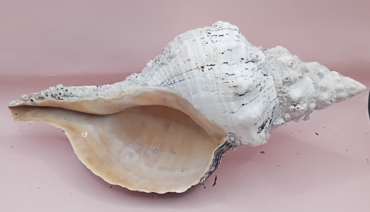11.5" Horse Conch Shell with Barnacle Growth & Periostracum – Fasciolaria gigante