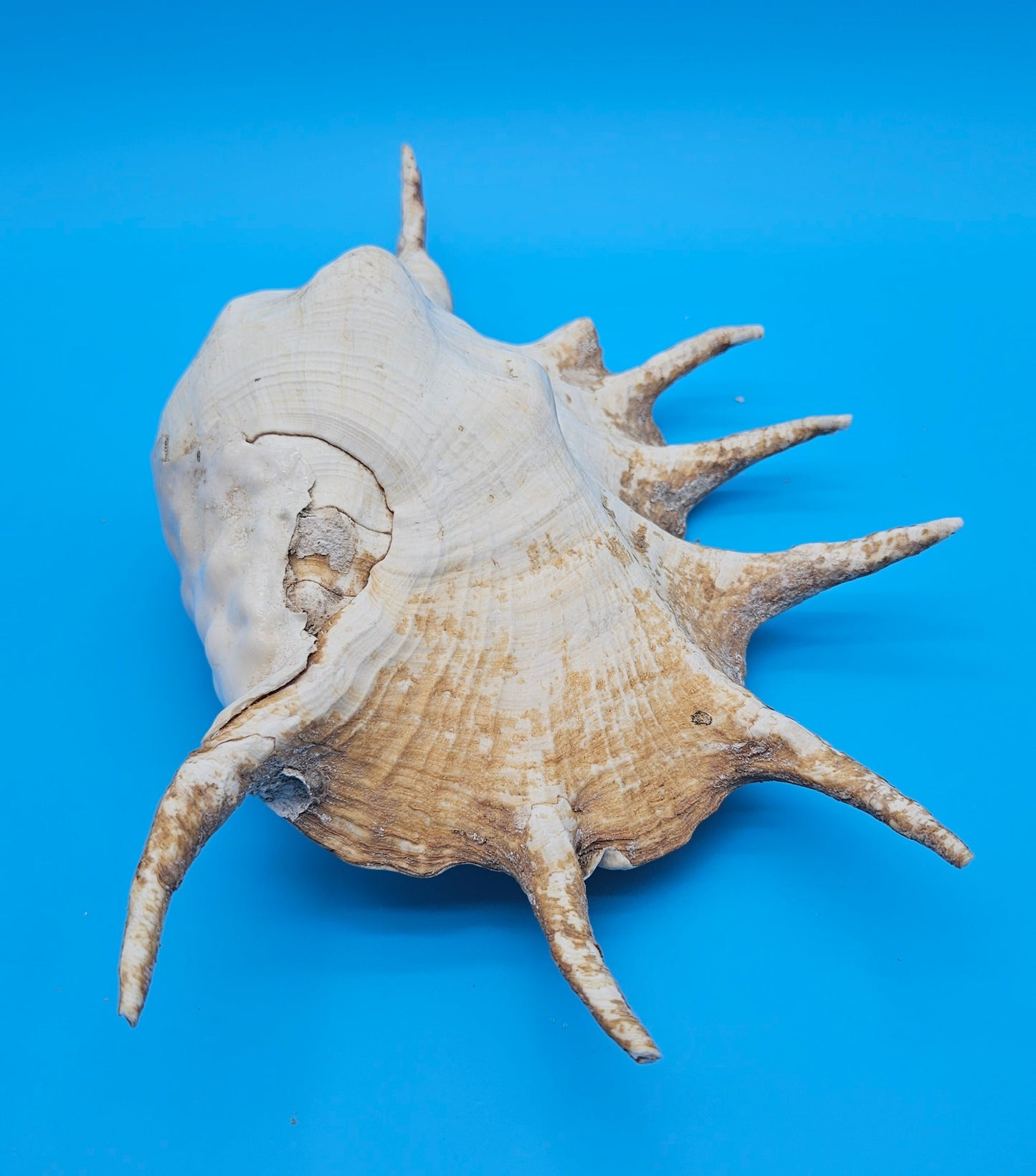 Large Perio Lambis Truncata Display Shell – Premium Coastal Home Decor Specimen (Lambis truncata)