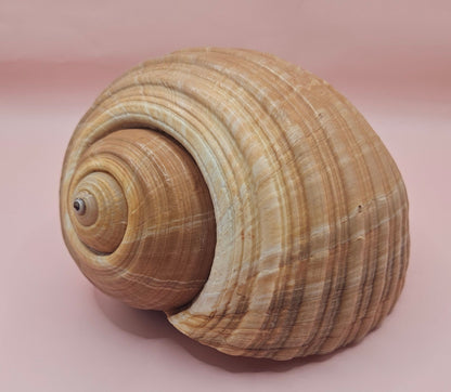 Natural Tonna Shell – 6.75"