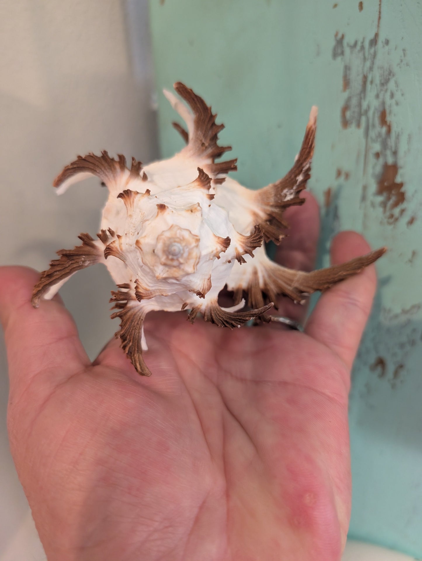 Black Murex Endive Long Spines - Murex endivia