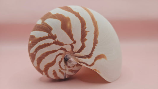 Tiger Nautilus Shell – Striking Natural Ocean Decor 4"