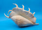 Extra Large Mutant Lambis Truncata Display Shell – Premium Coastal Home Decor Specimen (Lambis truncata)