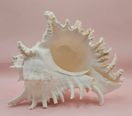 Murex Ramosus Conch – Large Spiny Seashell for Coastal & Nautical Decor (8.5" x 6.5")