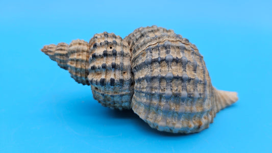 Oregon Hairy Triton Shell – Fusitriton oregonensis – 4.1" Pacific Northwest Display Shell