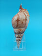 Carved Tibia Shell with Seagull Scene – 4.8"
