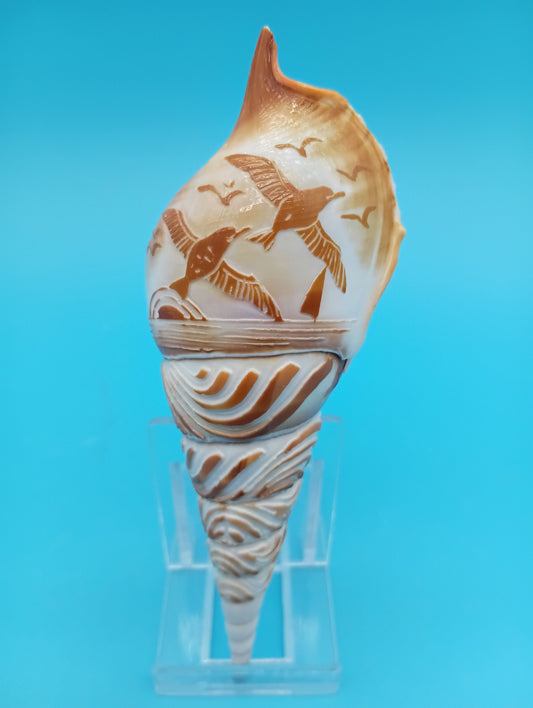 Carved Tibia Shell with Seagull Scene – 4.7"