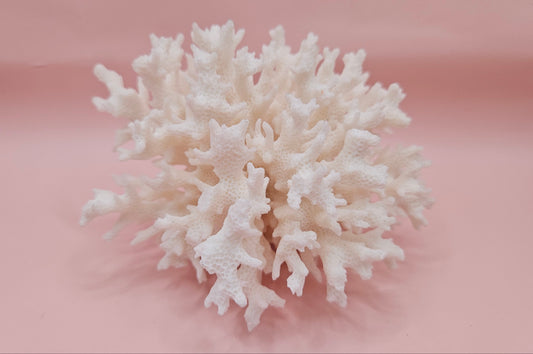 Vintage Table Coral Acropora hyacinthus Specimen – 5” Coastal Decor