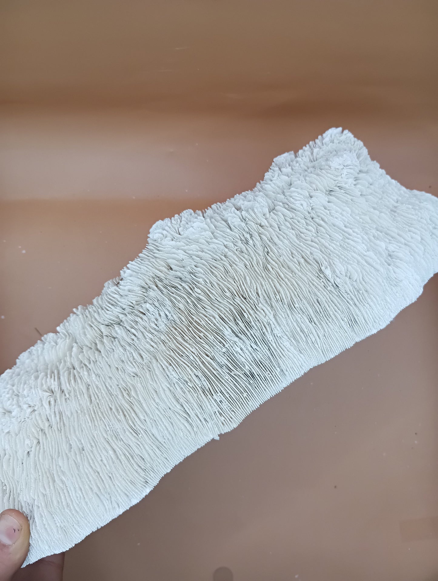 Tongue Mushroom Coral 14" Oblong Bowl Shape