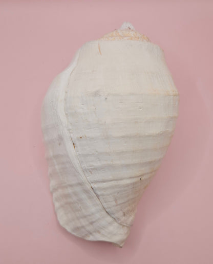 Titanostrombus Galeatus Eastern Pacific Conch – Large White Display Shell 7.75"