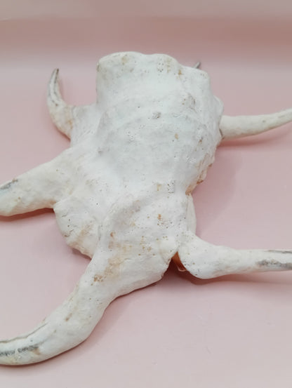 Lambis Chiragra Harpago Spider Conch Shell 9" | Coastal Display Specimen