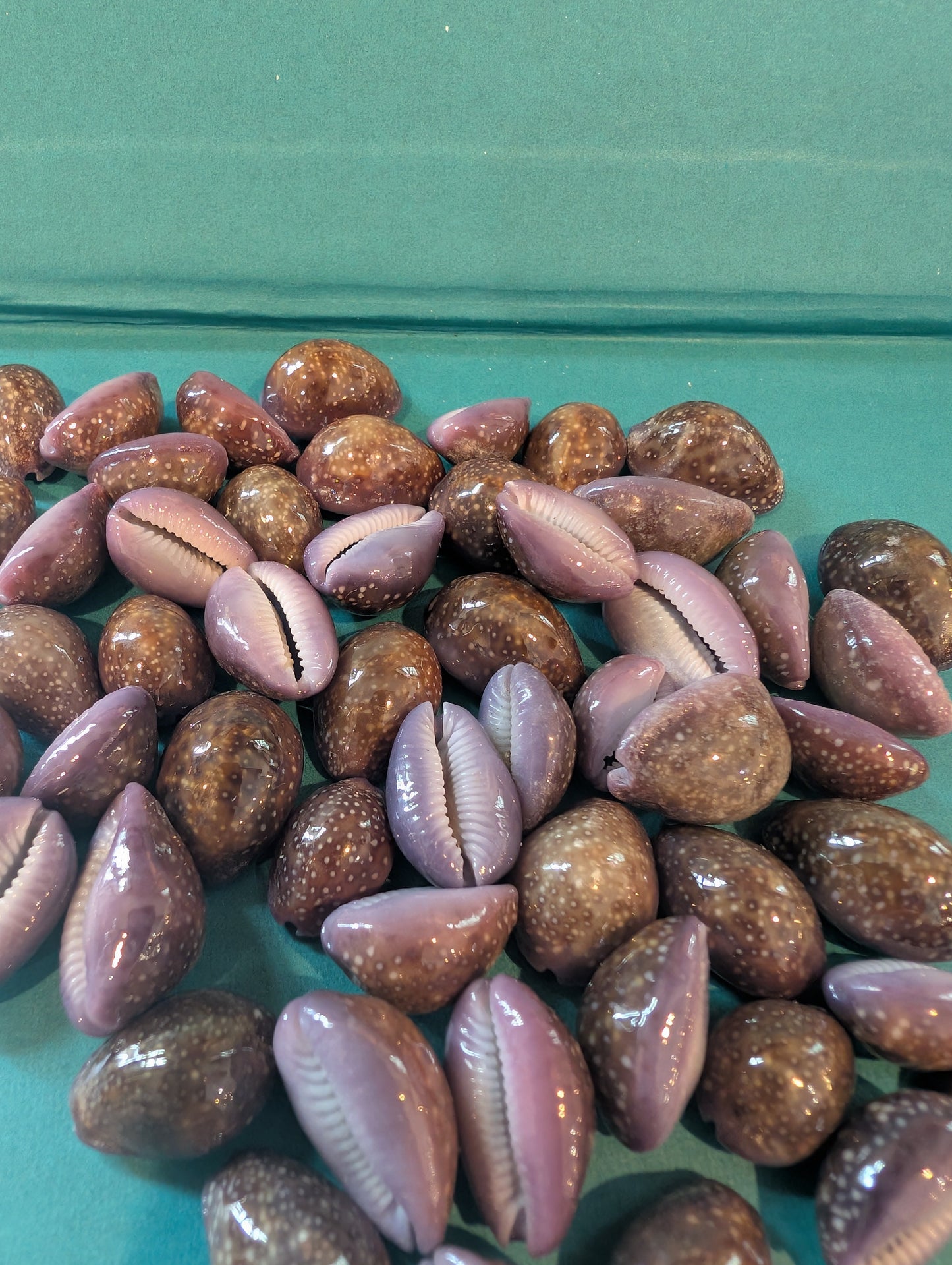 Porous Cowrie - Naria poraria