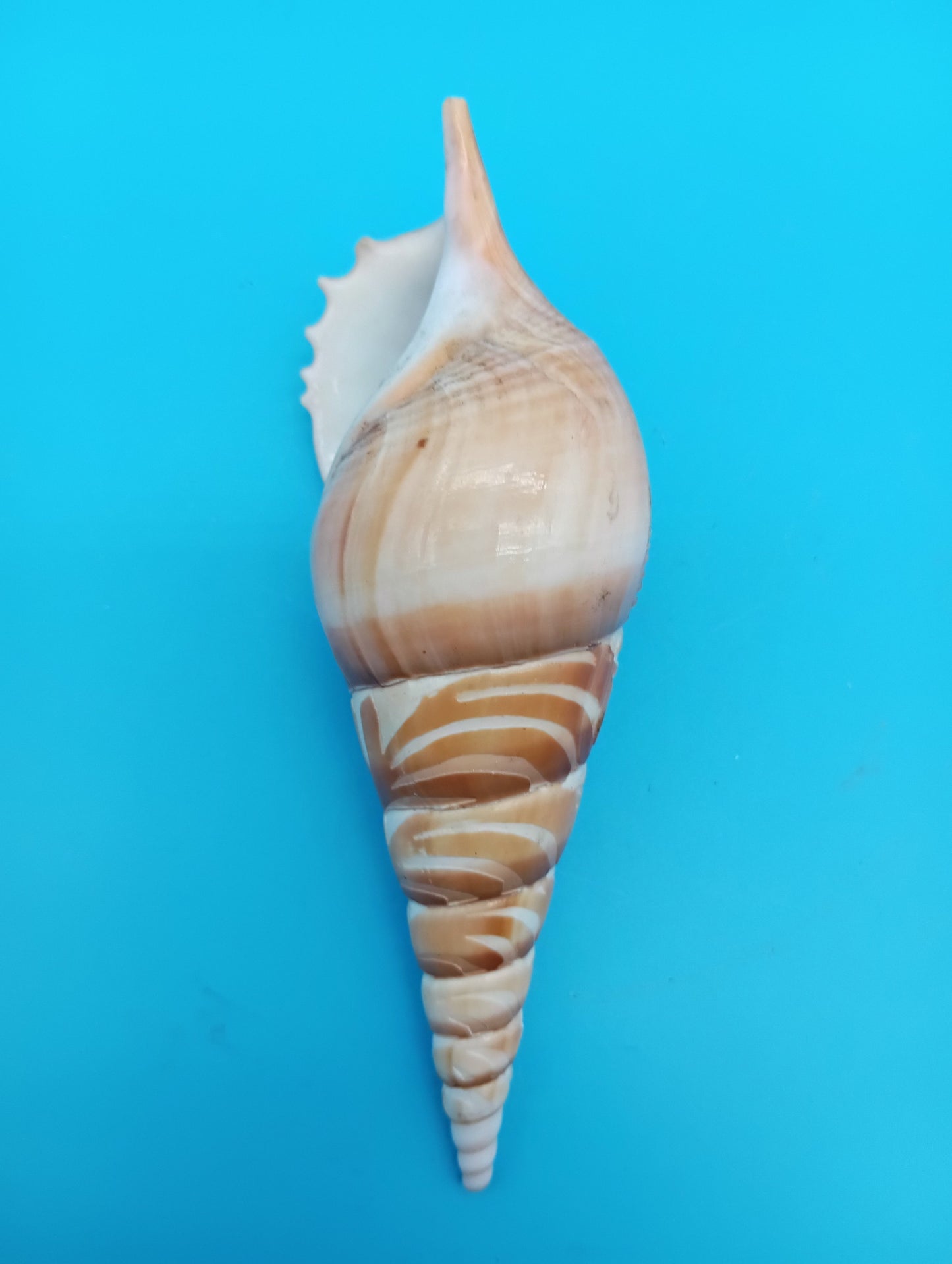 Carved Tibia Shell with Lighthouse Scene – 5"