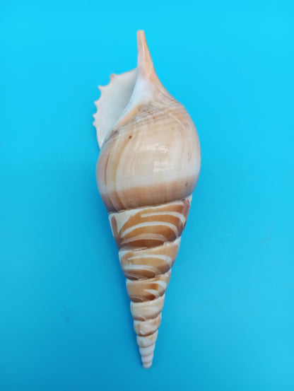 Carved Tibia Shell with Lighthouse Scene – 5"