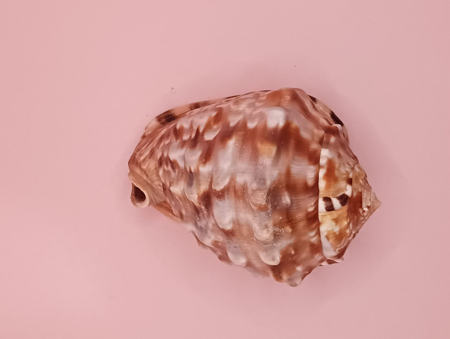 King Helmet Display Shell- Cassis flammea 4.8"