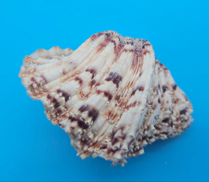 Textured Bear Paw Shell 5.6" Hippopus hippopus with Intact Knobs and Bold Natural Pattern