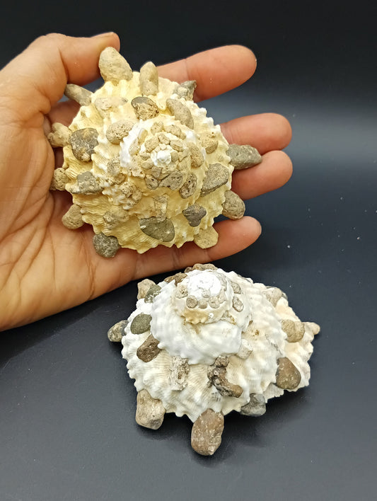 Carrier Shell (Xenophora)