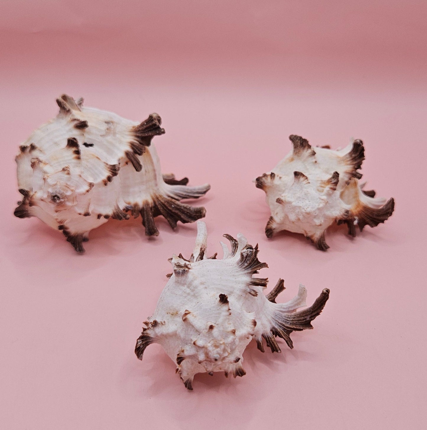 Trio of Murex Endive Shells | Coastal Display Decor | Spiked Sea Shells for Nautical Styling