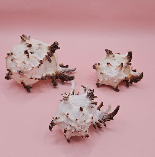Trio of Murex Endive Shells | Coastal Display Decor | Spiked Sea Shells for Nautical Styling