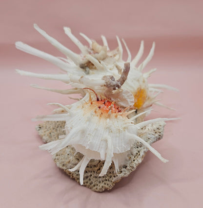 Americanus Spondylus Double Spiny Oyster Display Shell on Coral Base – Coastal Decor 7.5"