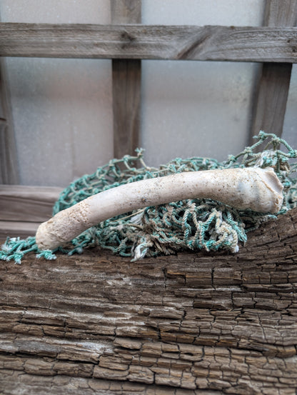 Australian Watering Pot - Brechites australis (tube like Shell)