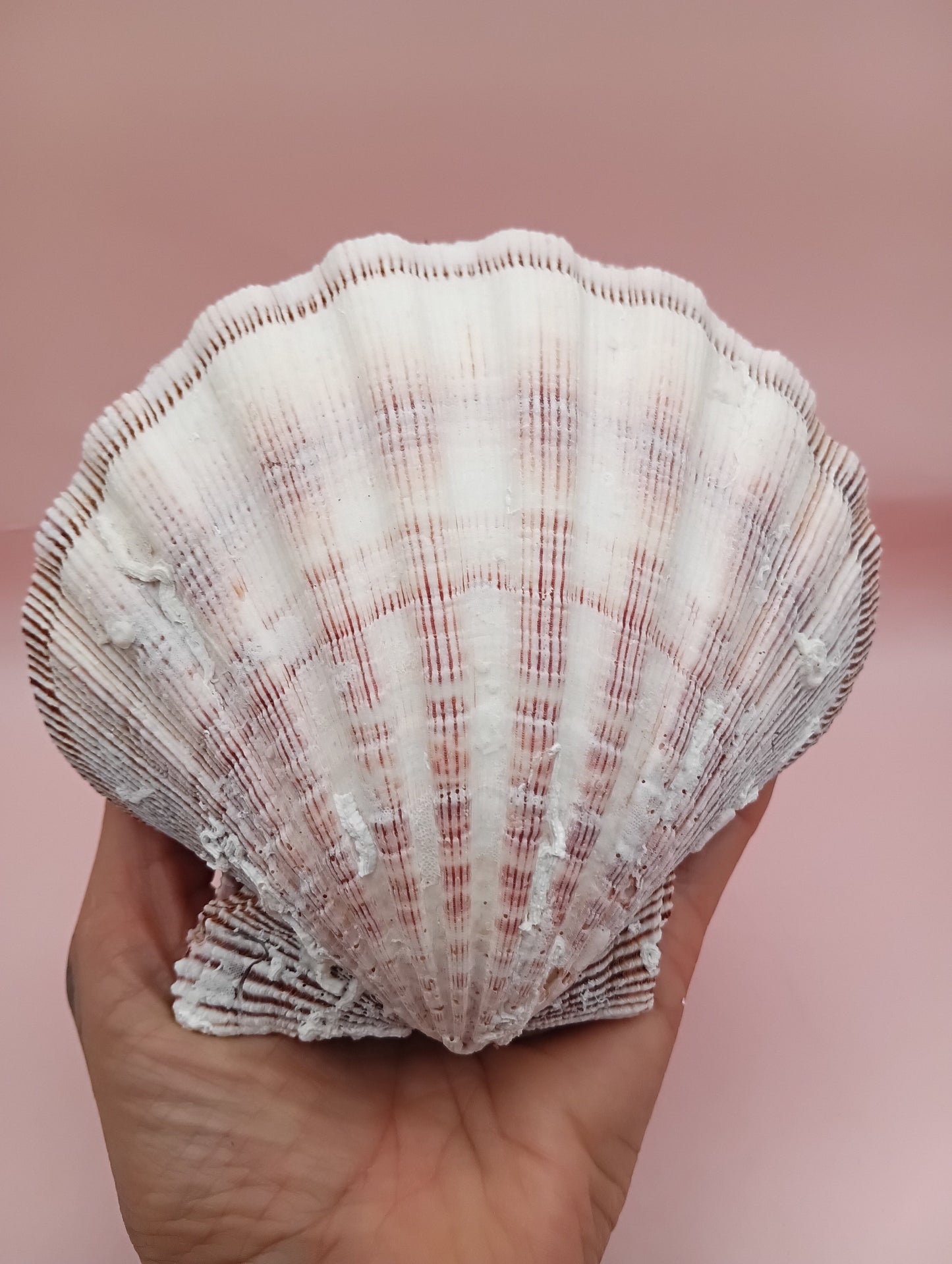 Natural Lion's Paw Seashell Pair – 5" x 5.3" – Coastal Display Accent