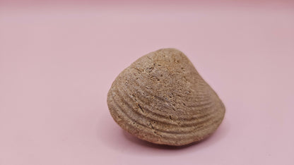 Cretaceous Era Bivalve Fossil | Natural Earth Tone Shell | Ancient Ocean Display