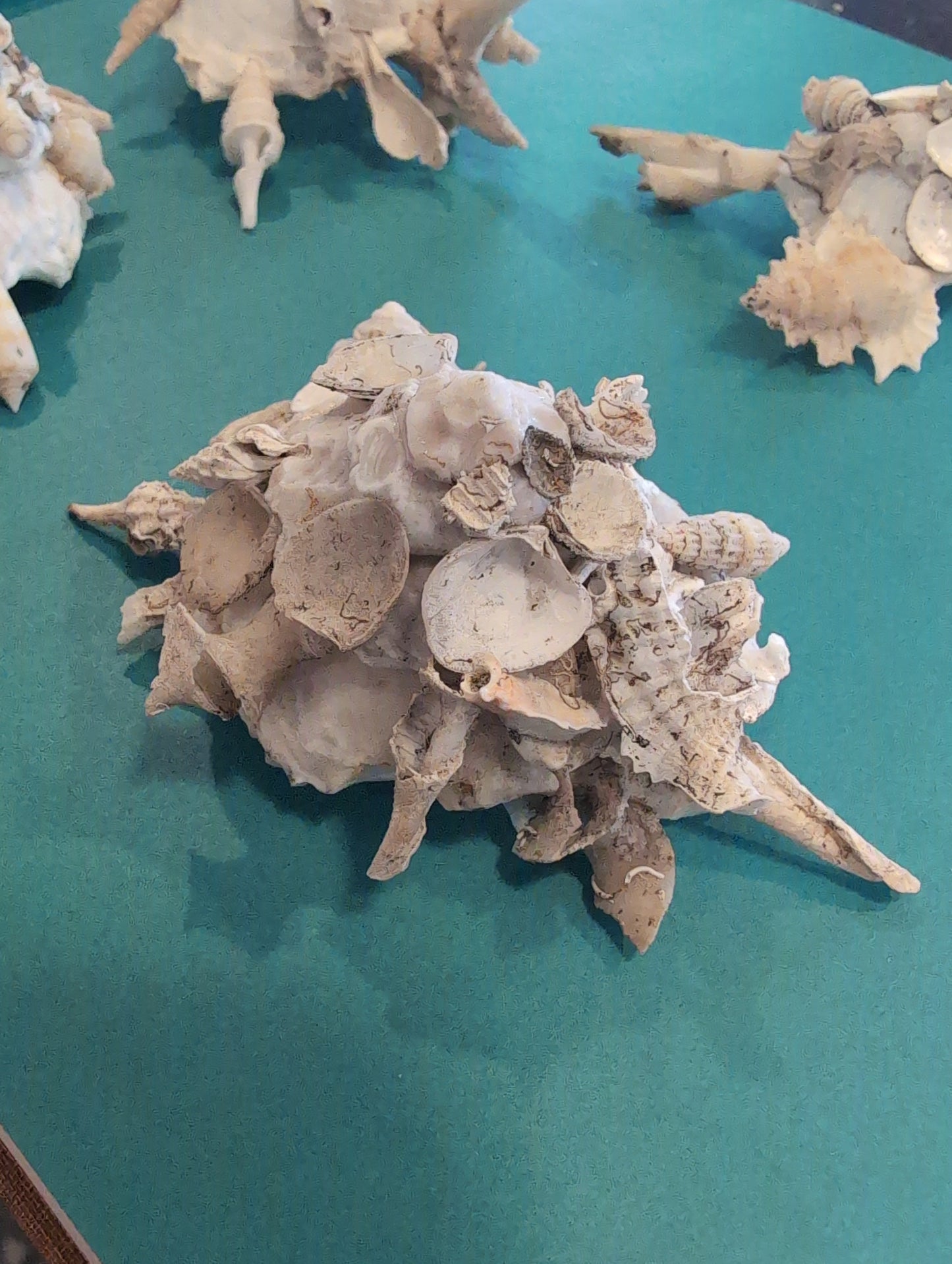 Carrier Shell (Xenophora)