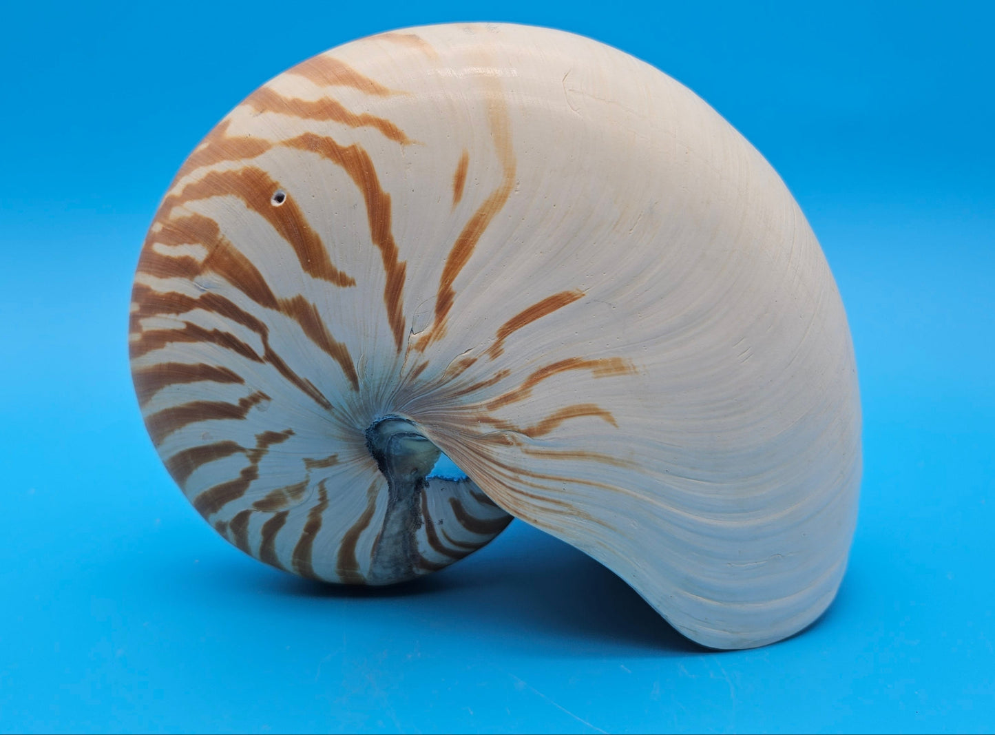 Tiger Nautilus Display Shell – 7.3"