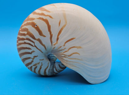 Tiger Nautilus Display Shell – 7.3"
