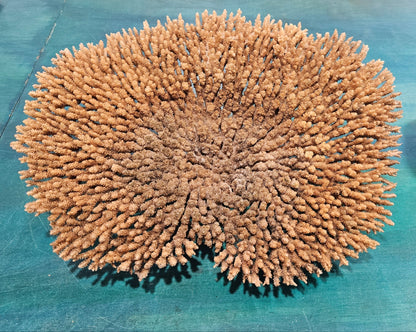 Natural Table- Special Plate Coral 15.75"