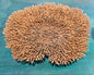 Natural Table- Special Plate Coral 15.75"