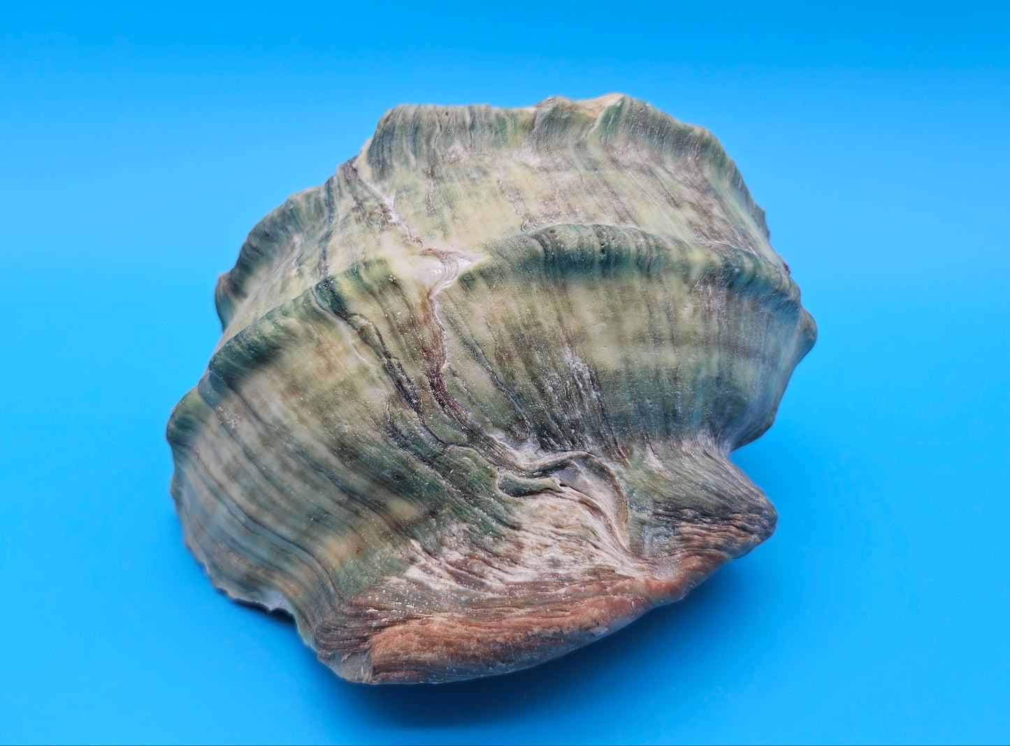 Giant Green Marmoratus Turban Shell – 6.4x6.2x4 Coastal Display