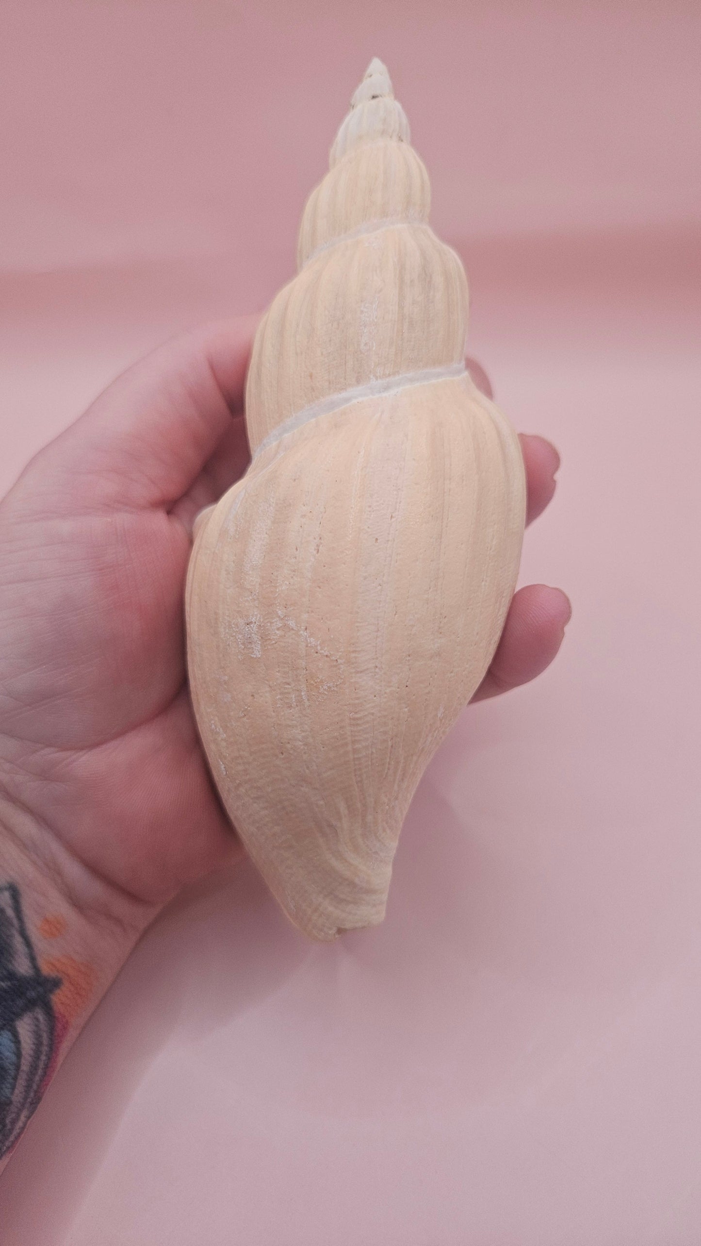 Fulgoraria Nagouchii Hashingi Display Shell – Natural Peach Toned Spiral 6.2"