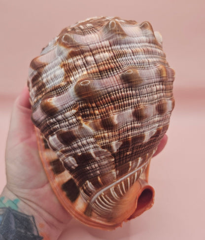 Select Bullmouth Cameo Helmet Shell 7x5x4 Display