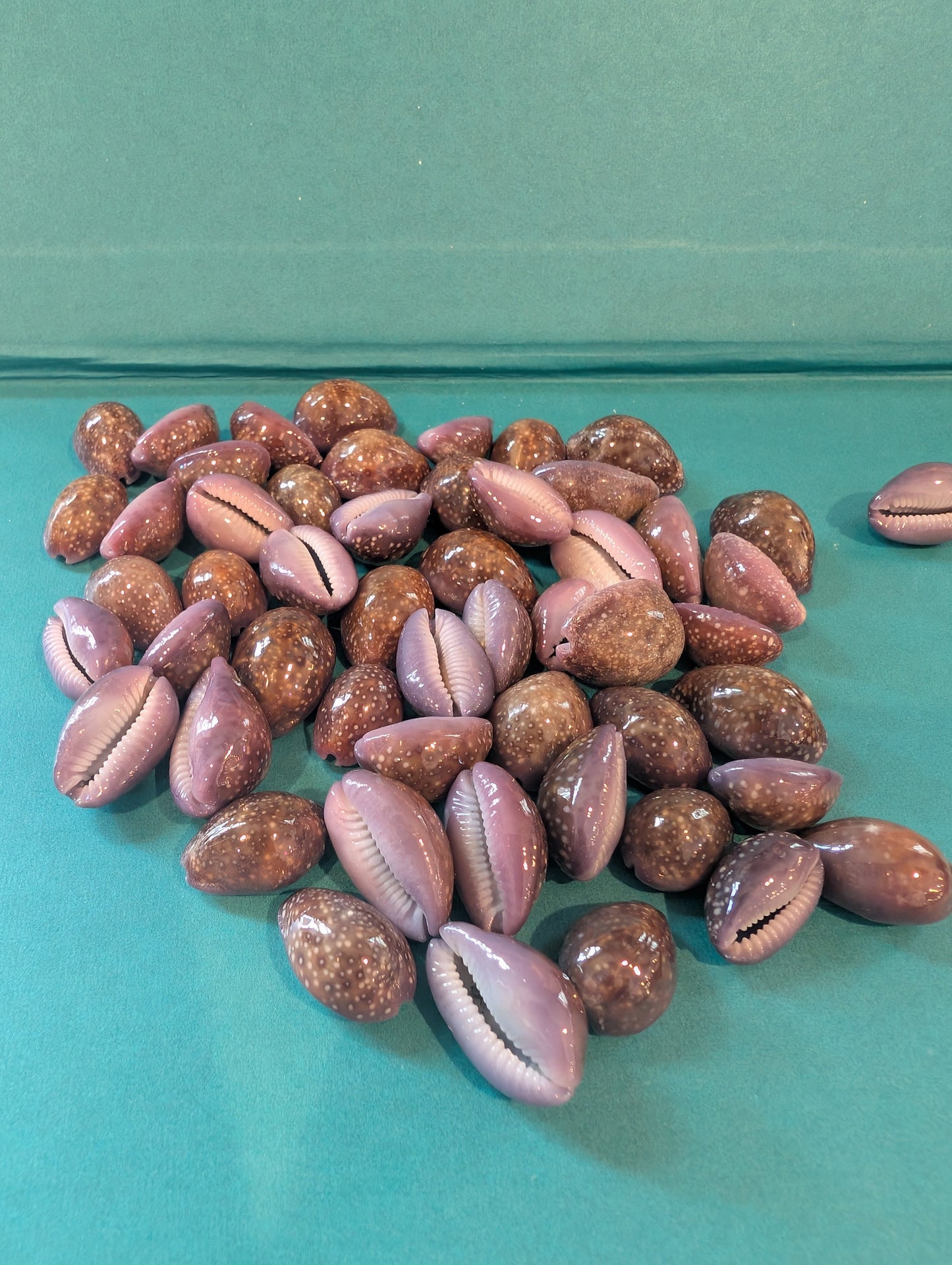 Porous Cowrie - Naria poraria