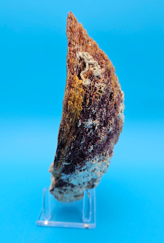 Giant Rock Scallop Seashell | Purple & Golden Coastal Display Shell 7.6" (Crassadoma gigantea)